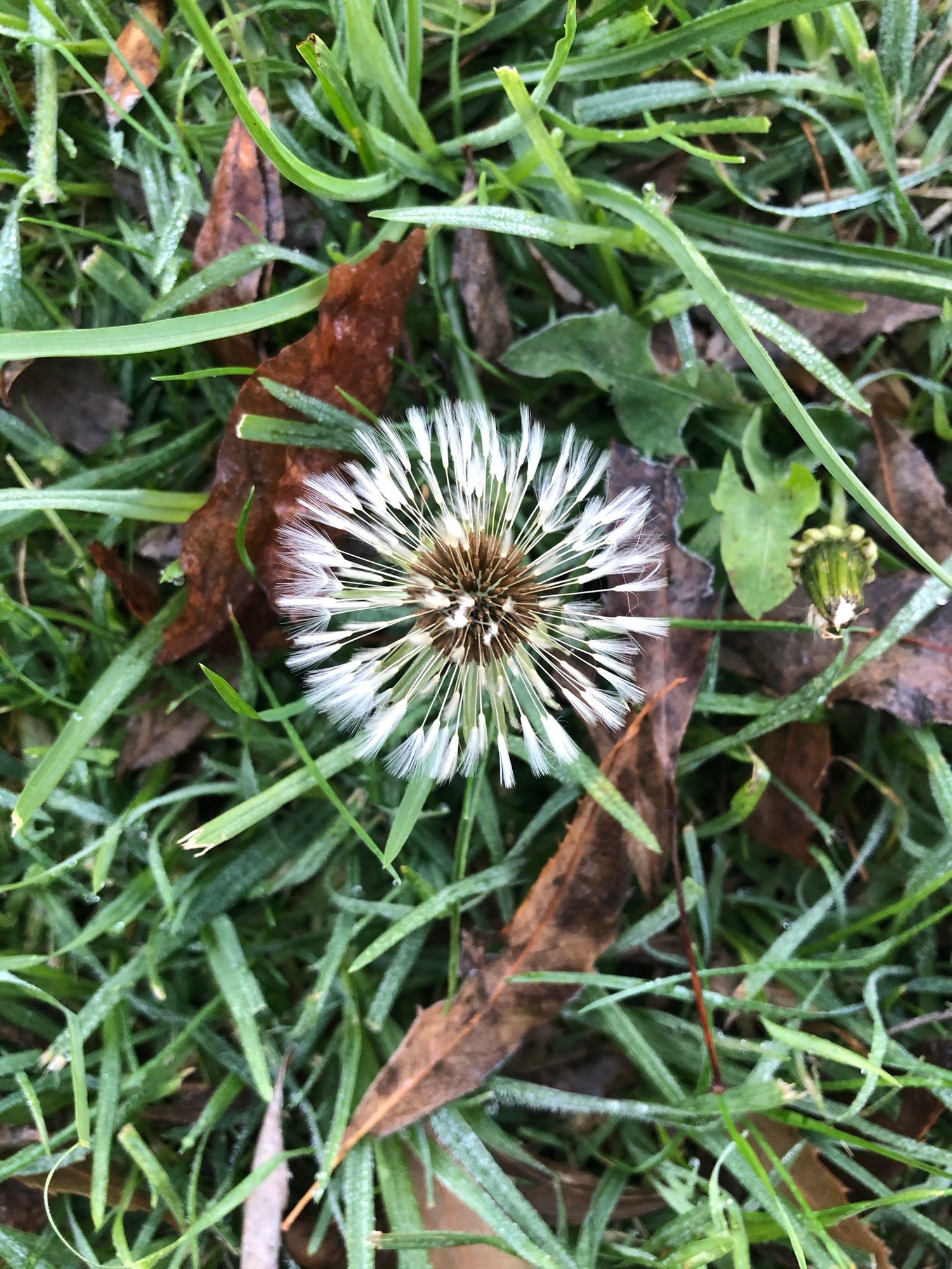 Out walking with my dog Trix one morning, I came across this gorgeous Dandelion flower.  I just had to stop and take a photo and am now using it as part of my website.