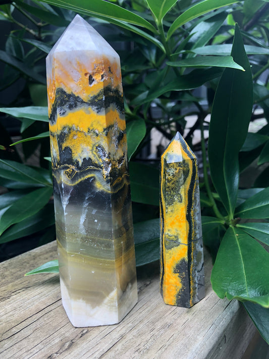 BUMBLEBEE JASPER