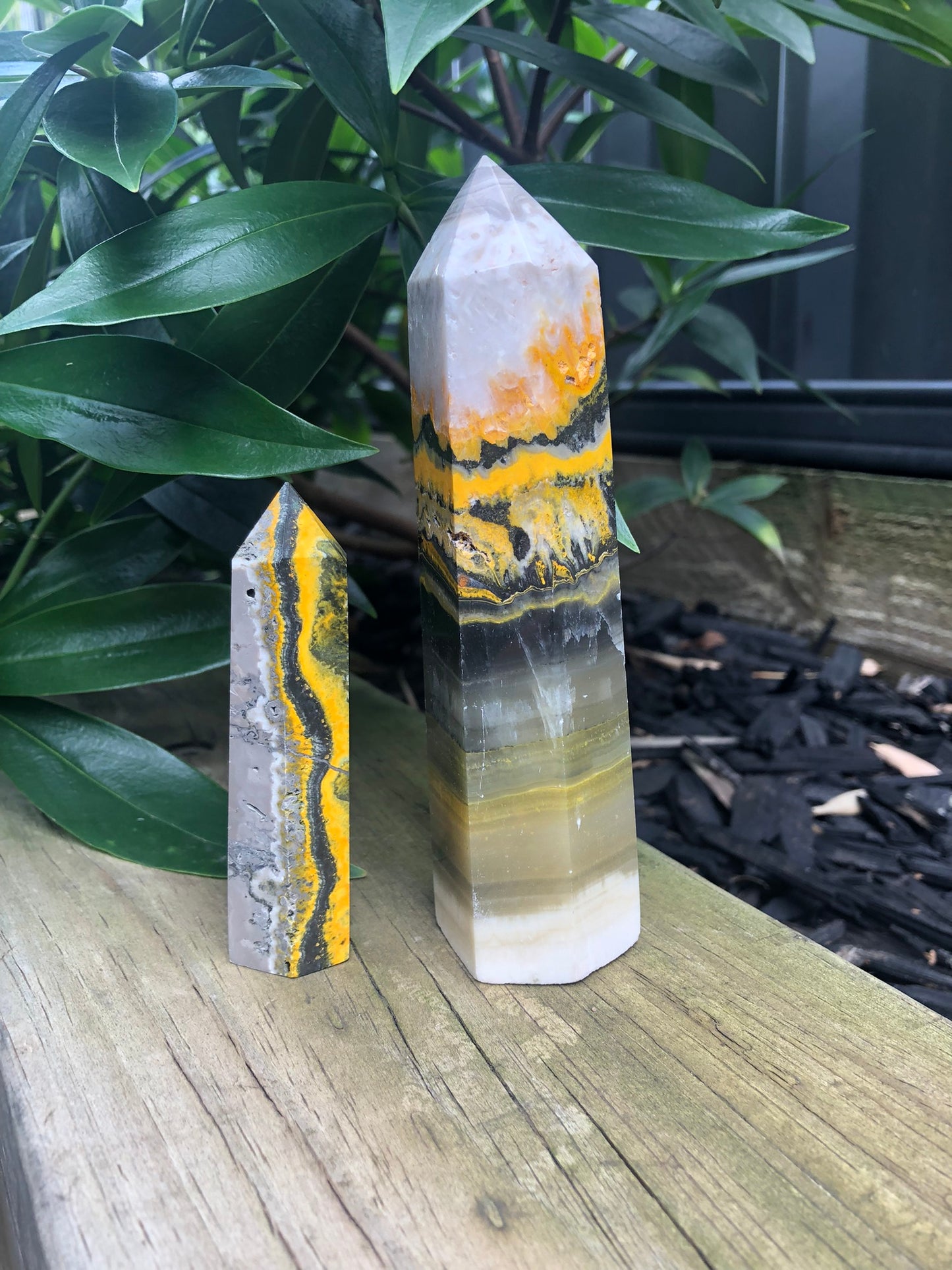 BUMBLEBEE JASPER